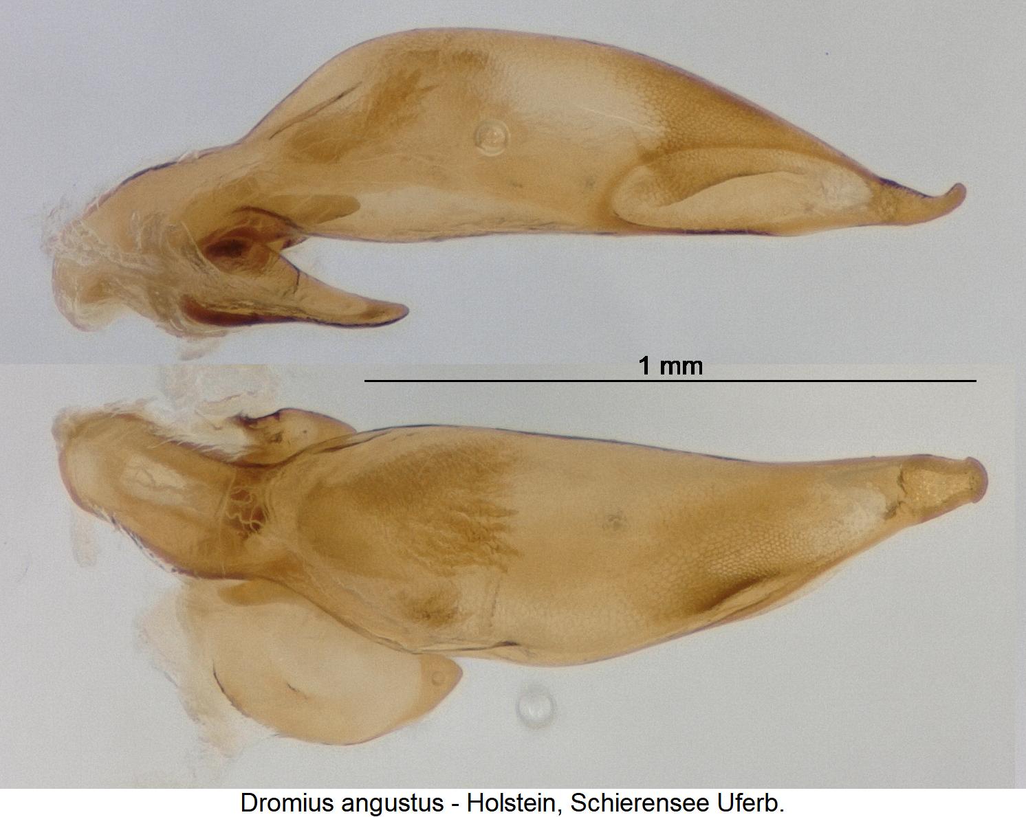 dromius_angustus.jpg