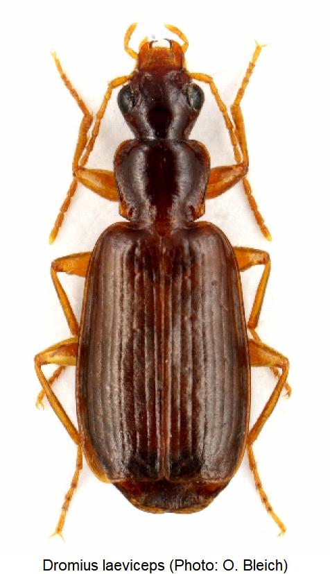dromius_laeviceps_hab.jpg