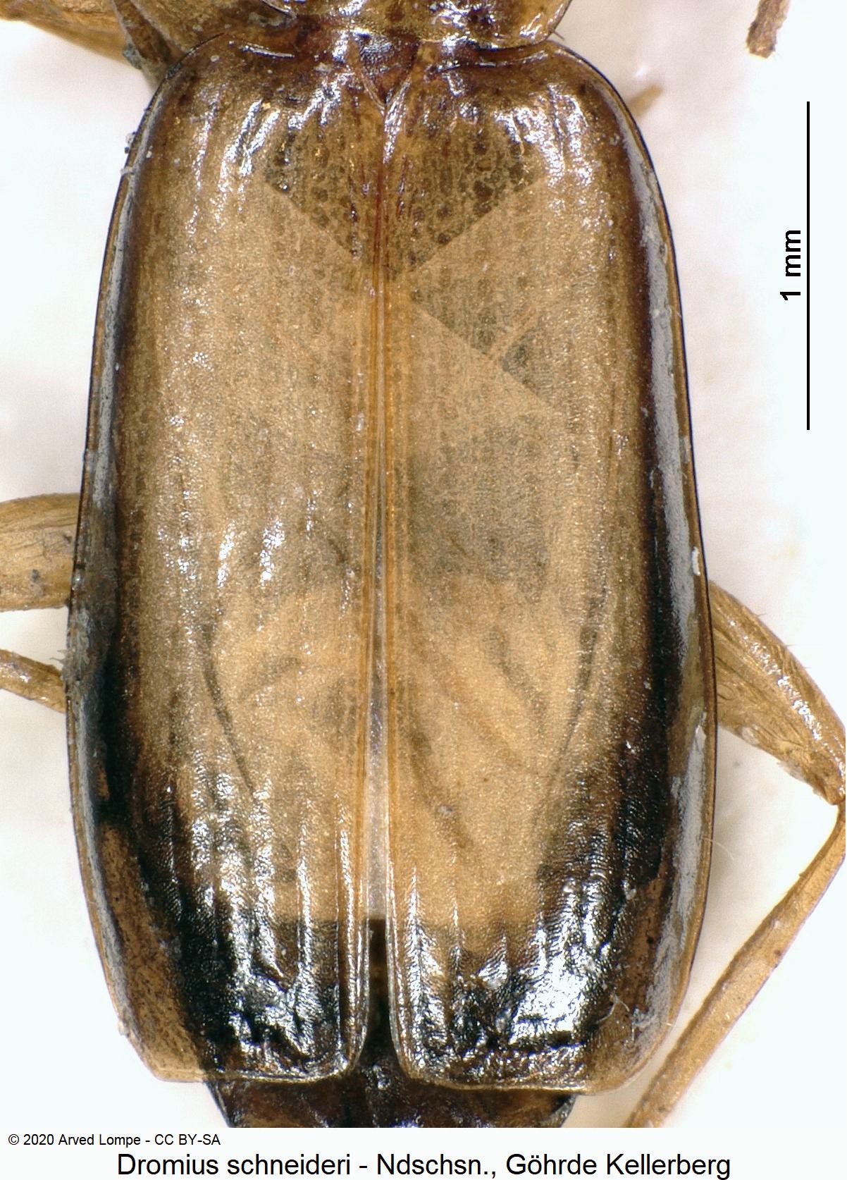 dromius_schneideri_fld.jpg