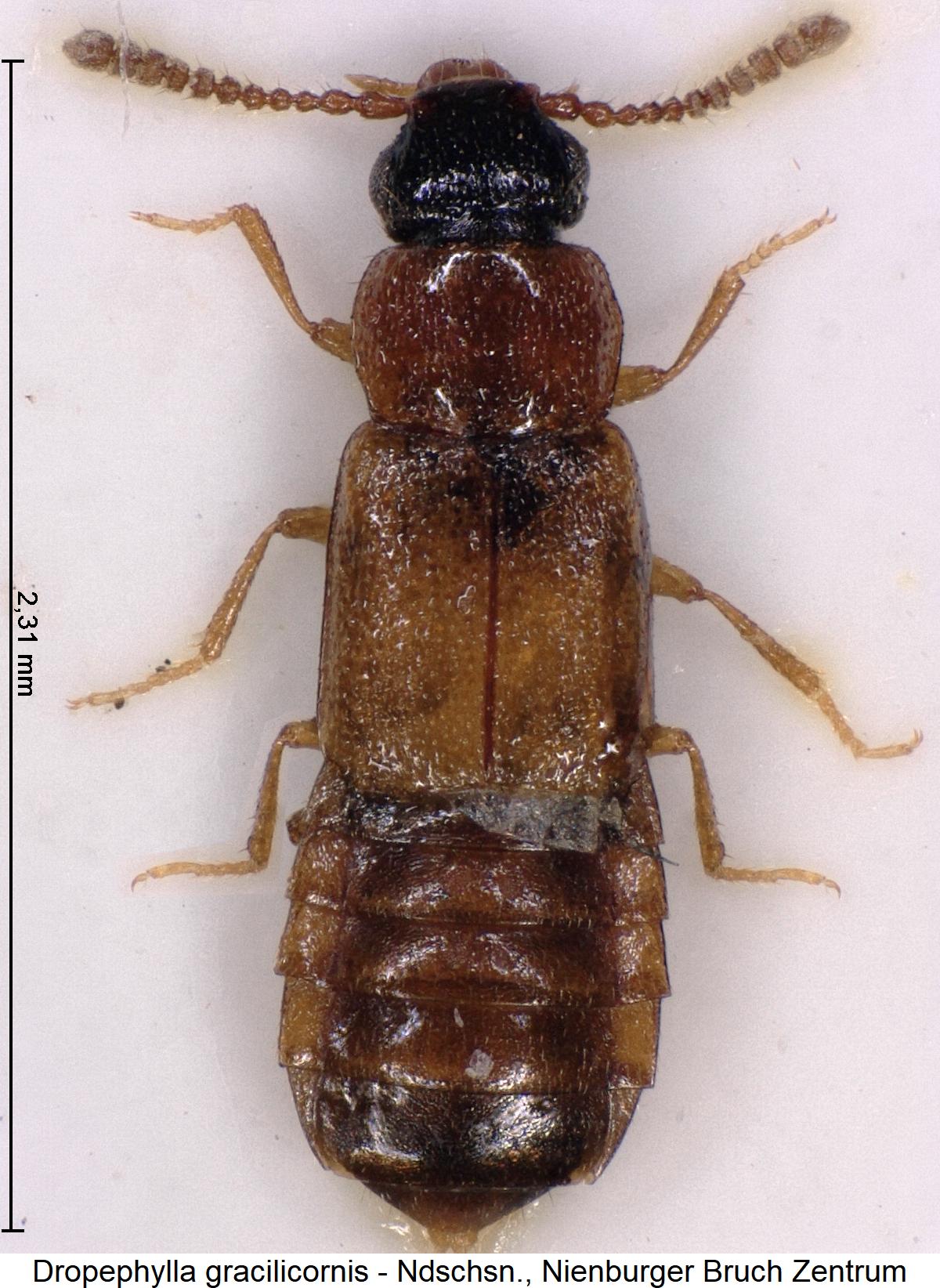 dropephylla_gracilicornis_hab.jpg