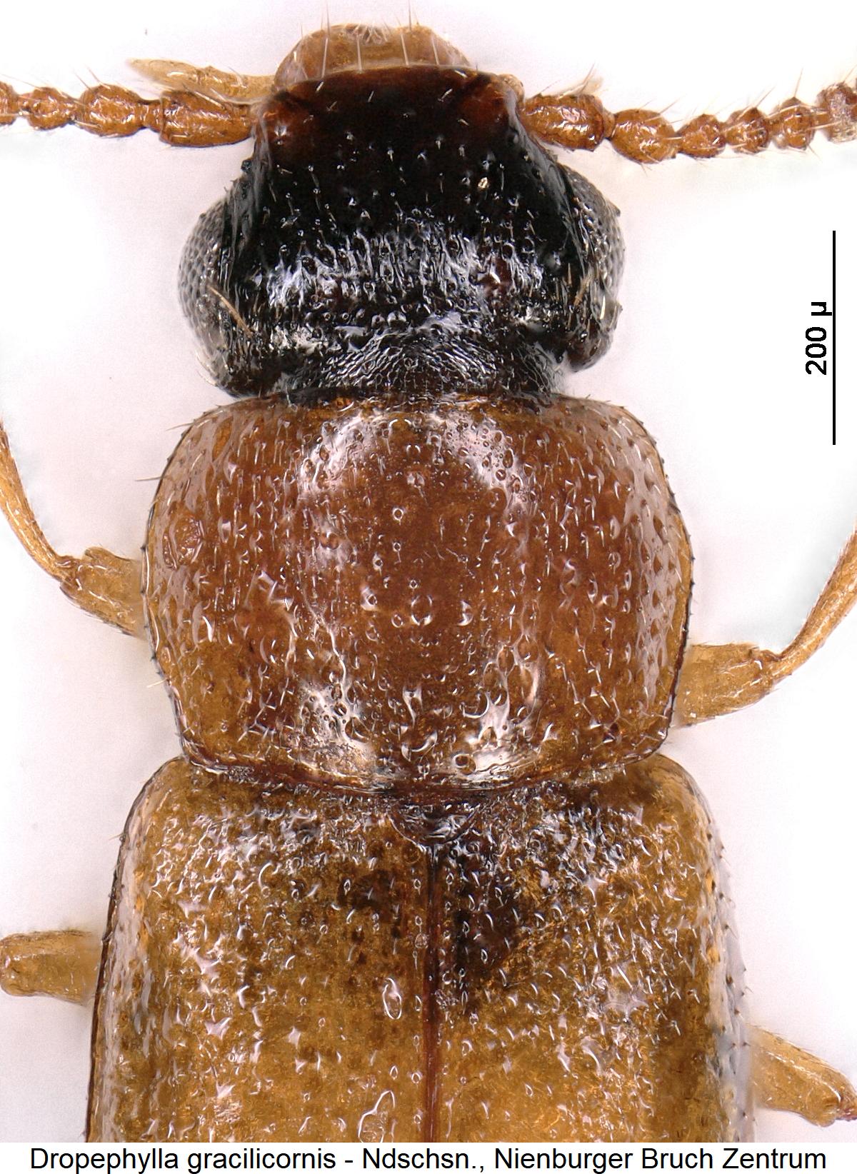dropephylla_gracilicornis_vk.jpg