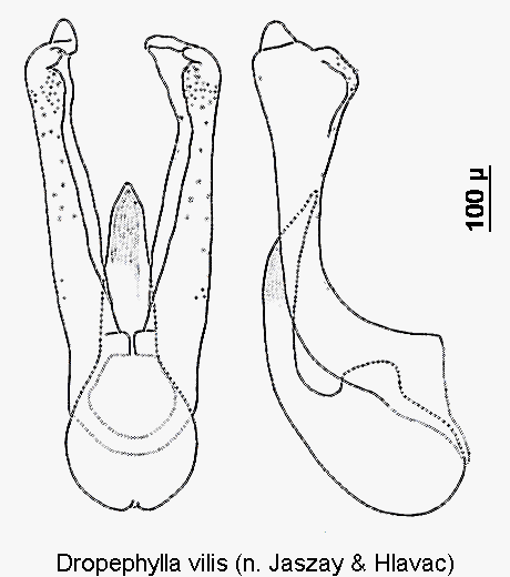 dropephylla_vilis.gif