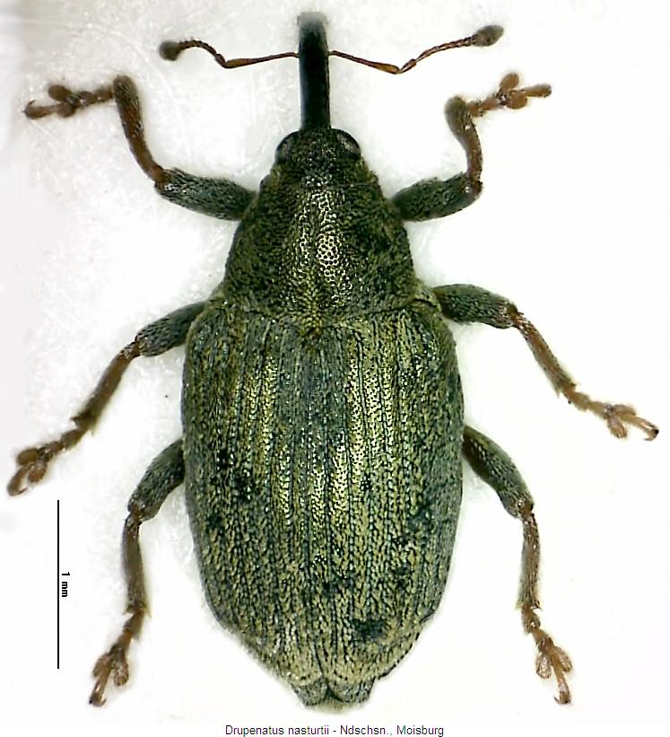 drupenatus_nasturtii_hab.jpg