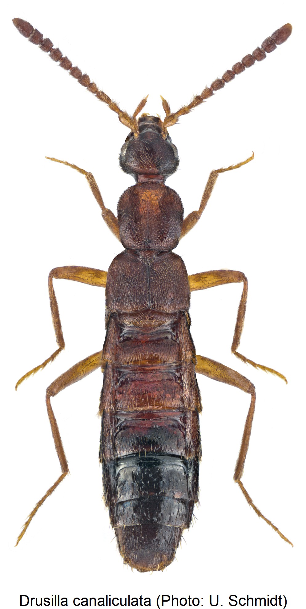 drusilla_canaliculata_hab-1.jpg
