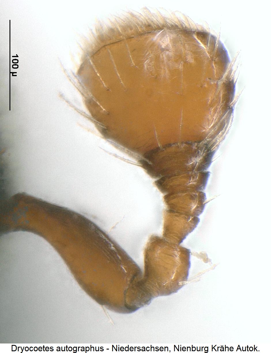 dryocoetes_autographus_f.jpg