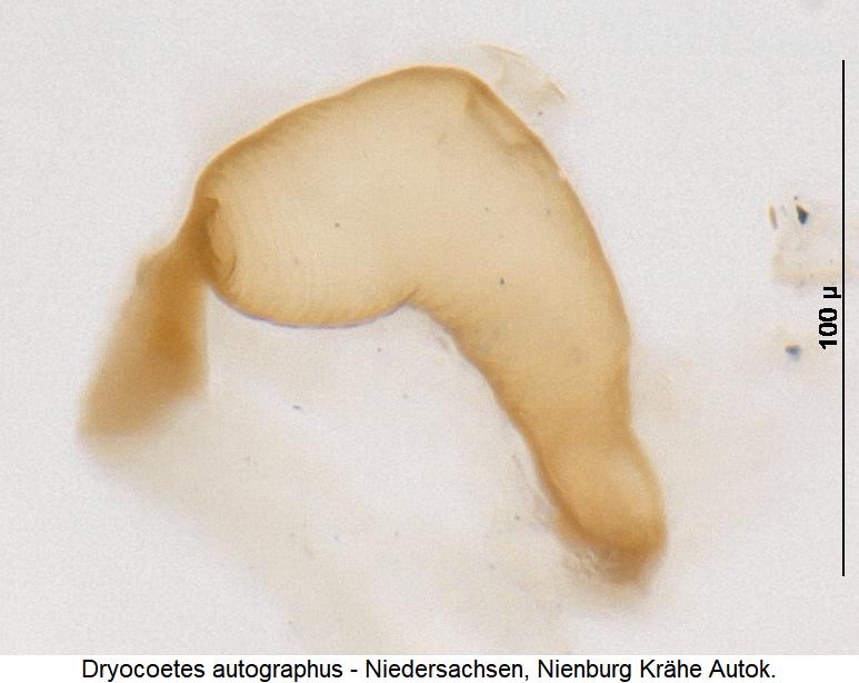 dryocoetes_autographus_sperm.jpg