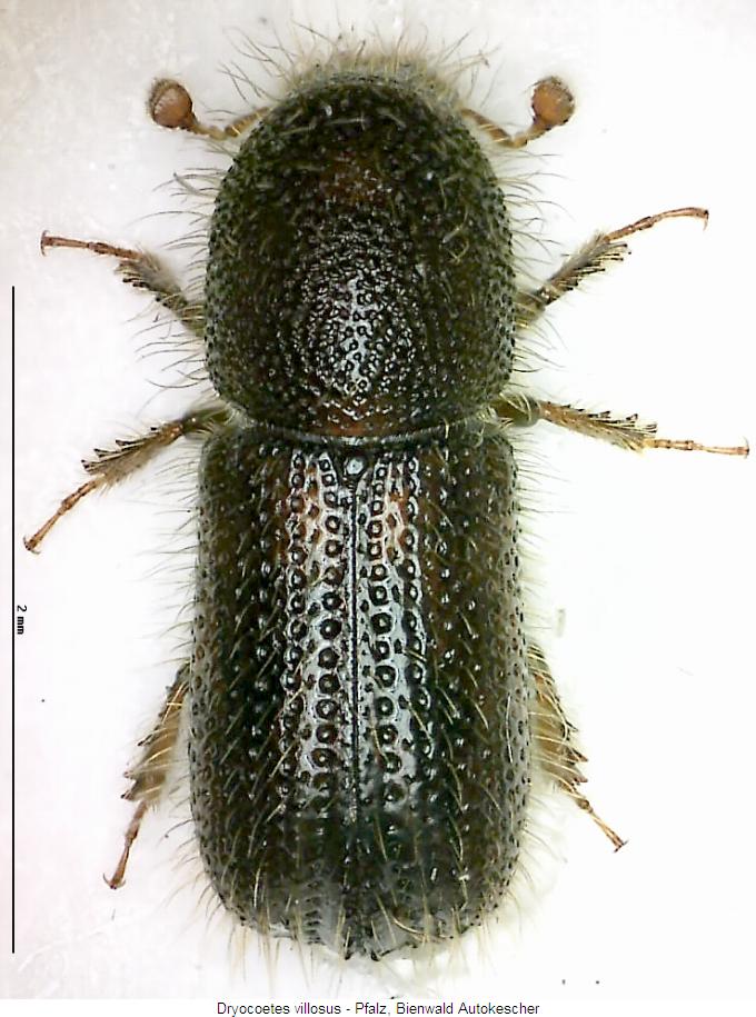 dryocoetes_villosus_hab.jpg