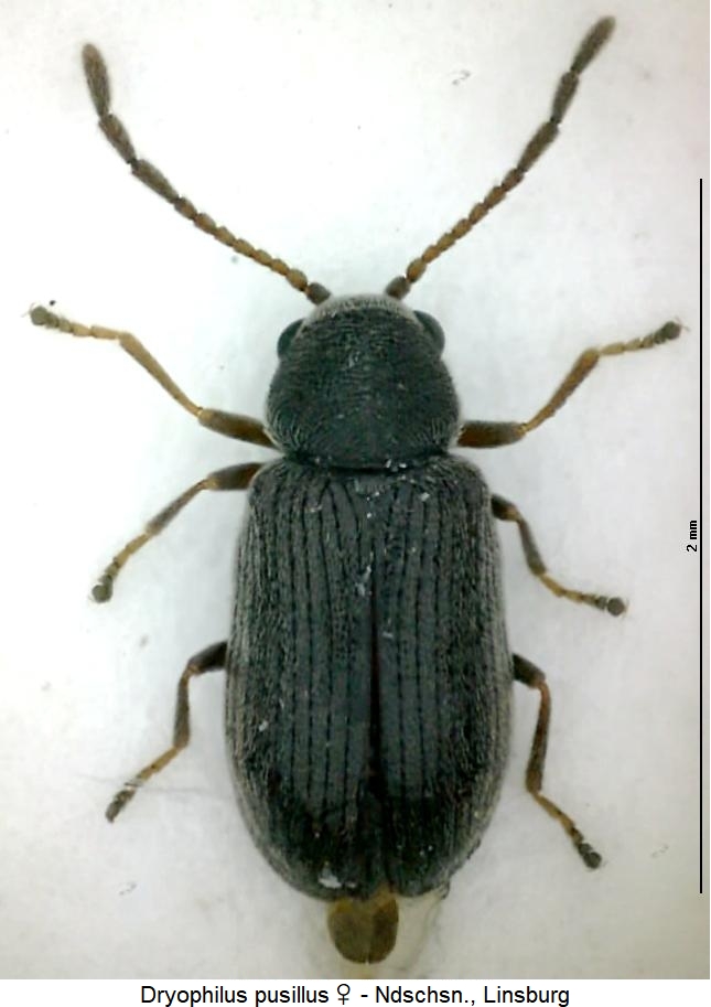 dryophilus_pusillus_hab.jpg