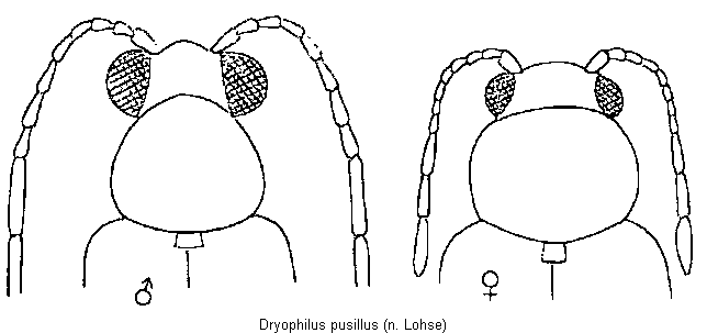 dryophilus_pusillus_vk.gif