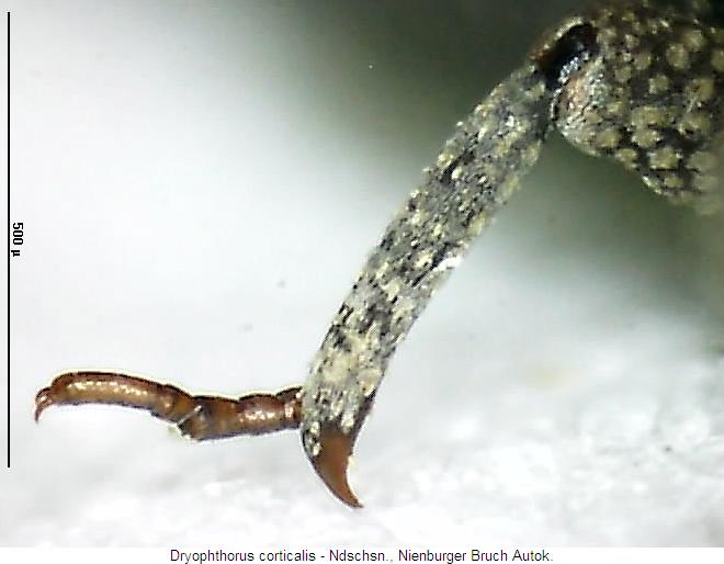 dryophthorus_corticalis_mtr.jpg