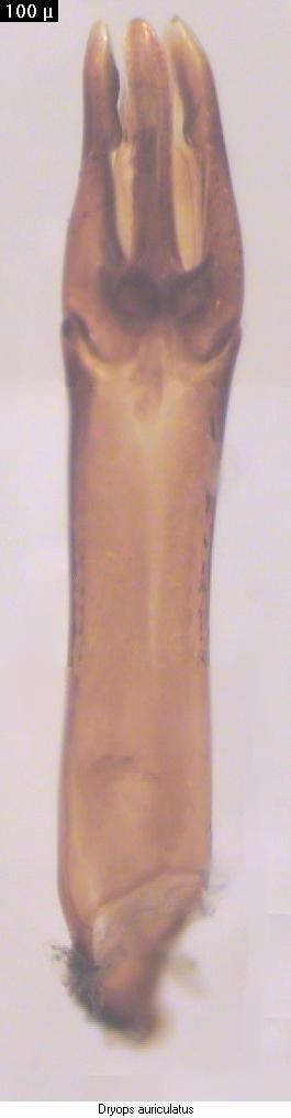 dryops_auriculatus.jpg