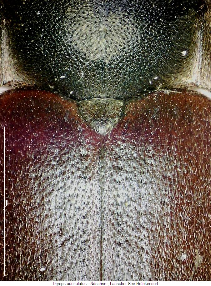 dryops_auriculatus_os.jpg