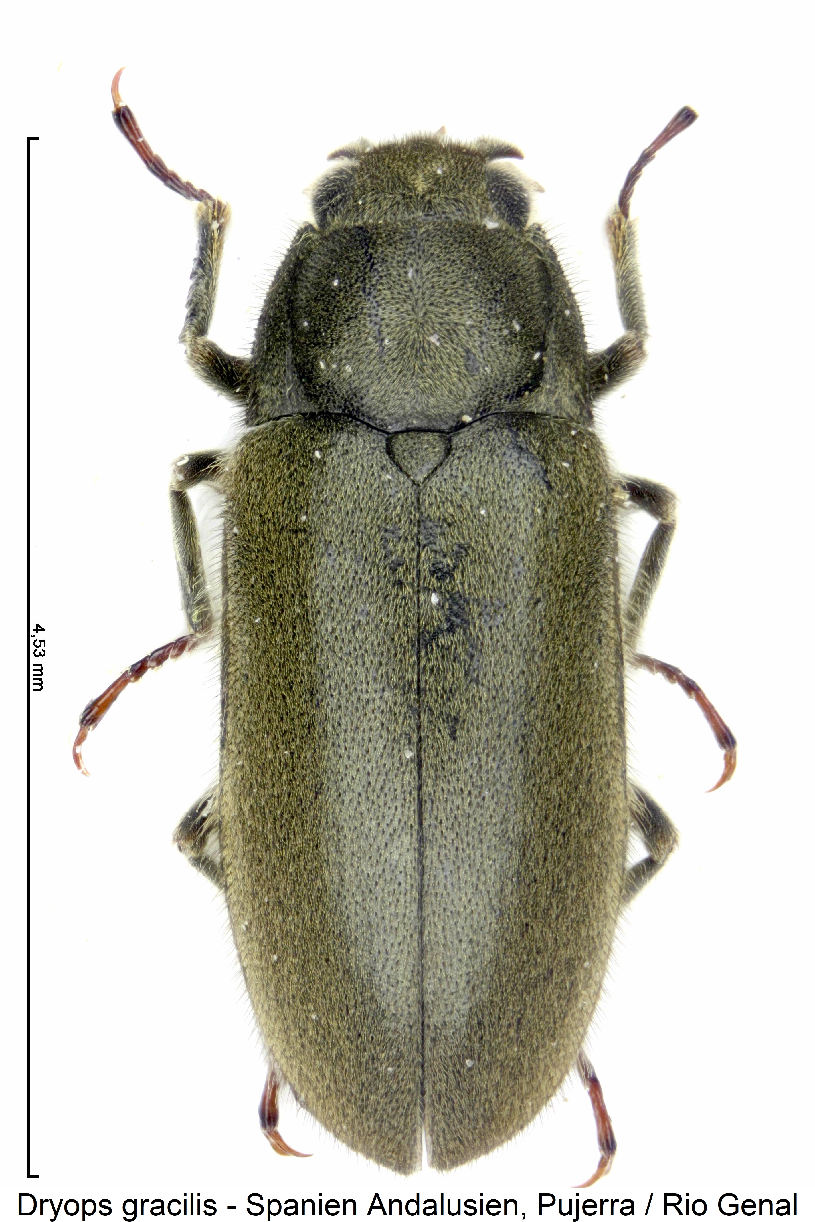 dryops_gracilis_hab.jpg