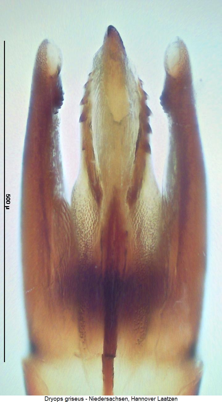 dryops_griseus.jpg