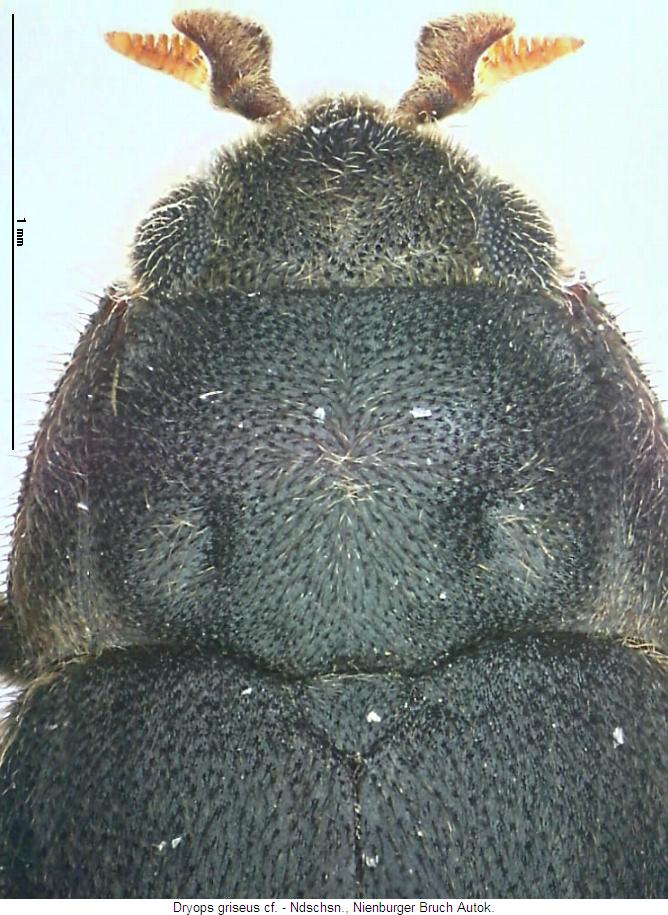 dryops_griseus_vk.jpg