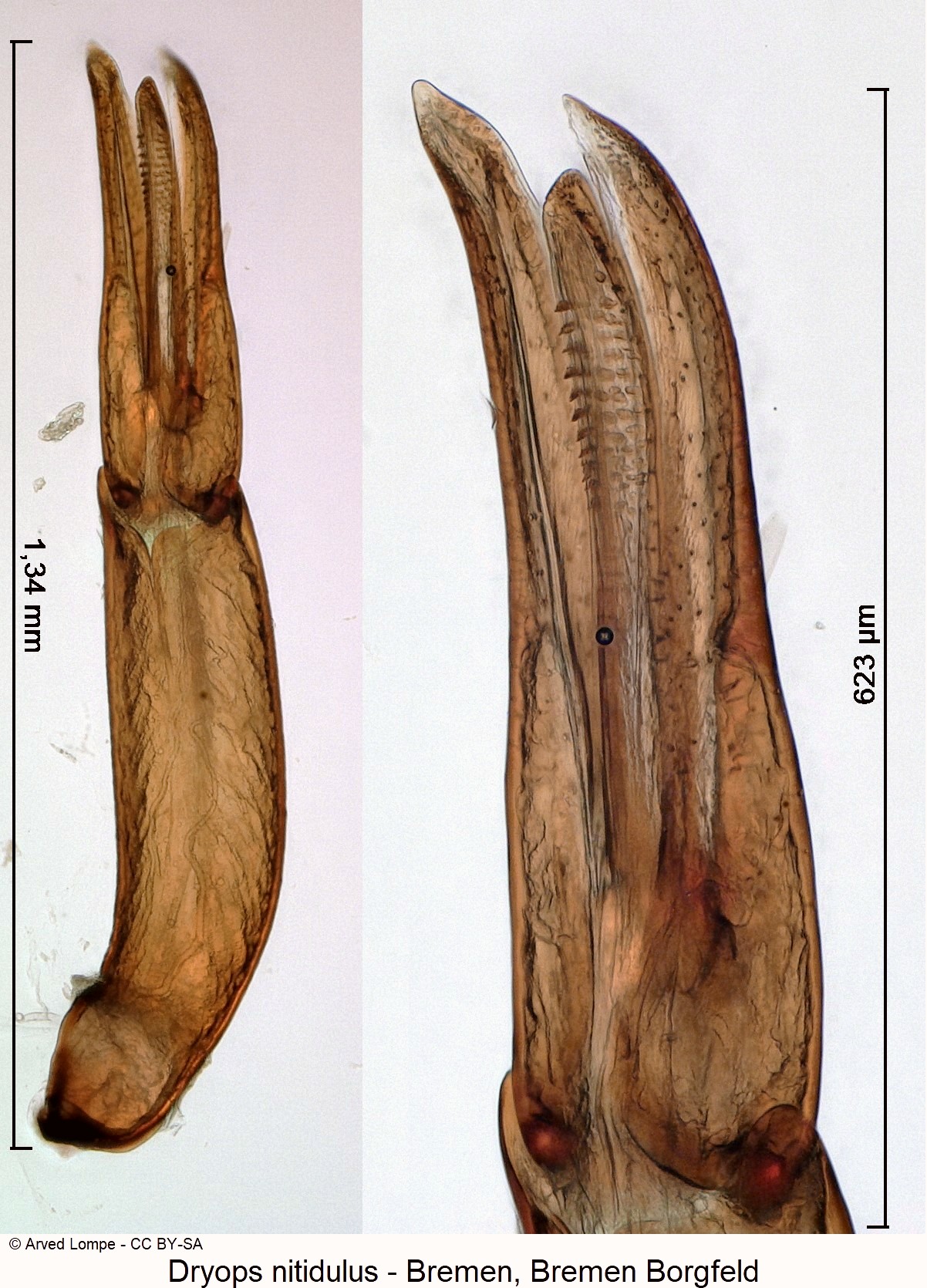 dryops_nitidulus_ck36544535.jpg