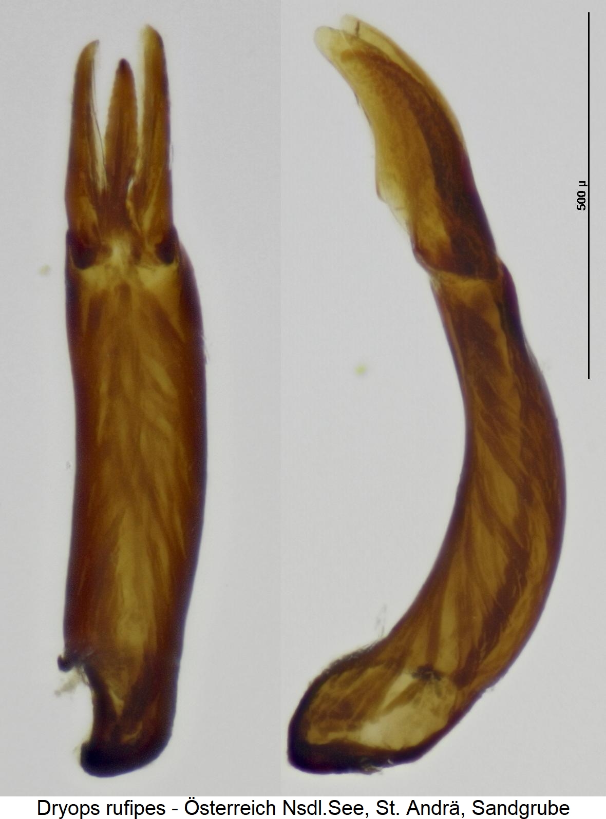 dryops_rufipes1.jpg