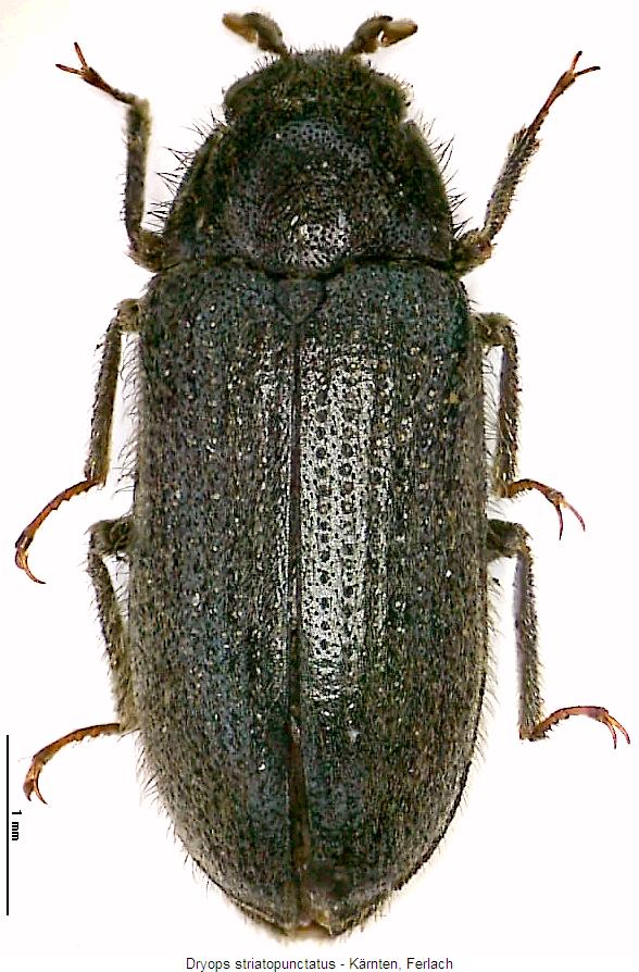 dryops_striatopunctatus_hab.jpg