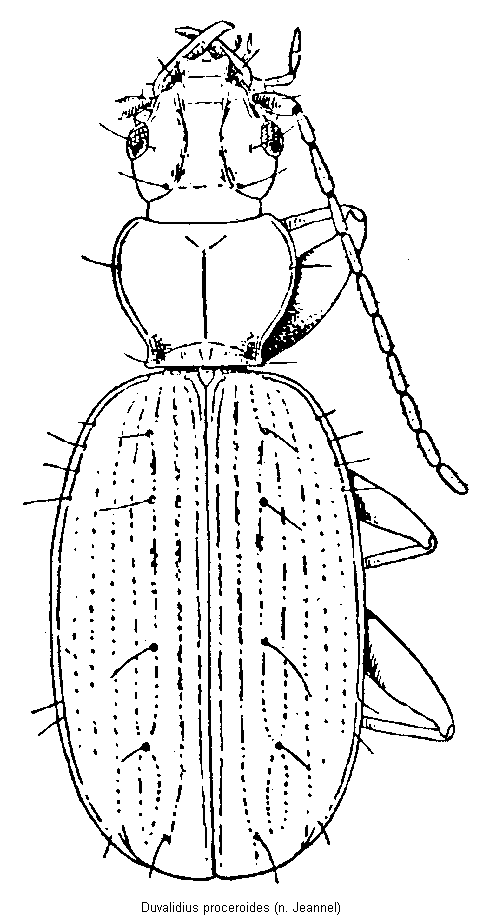 duvalidius_proceroides_hab.gif