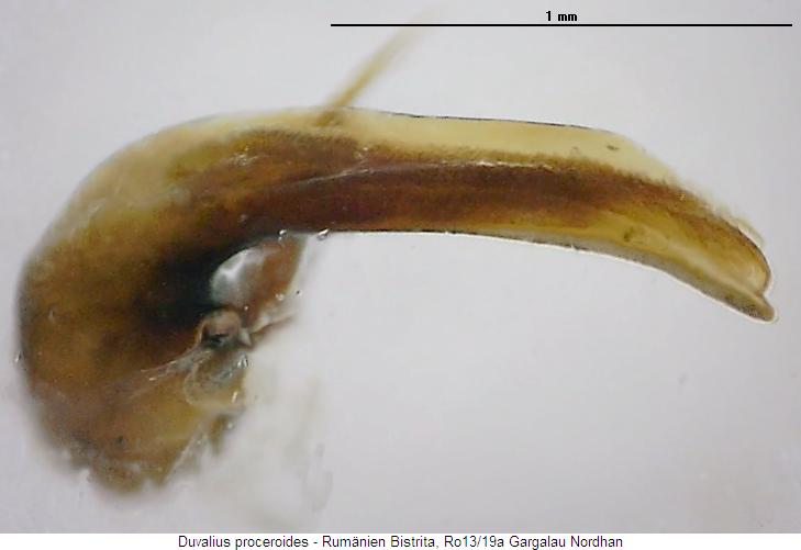duvalius_proceroides.jpg