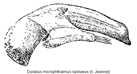 duvalius_spelaeus.gif