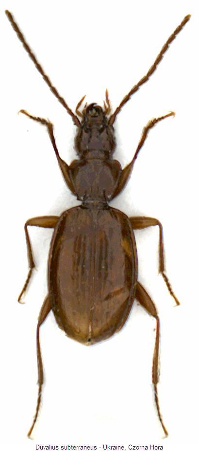 duvalius_subterraneus_hab.jpg