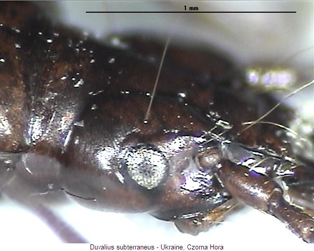 duvalius_subterraneus_k.jpg