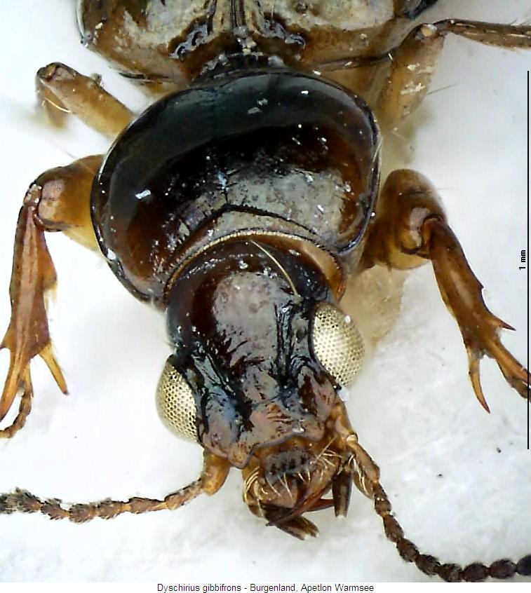 dyschirius_gibbifrons_k.jpg