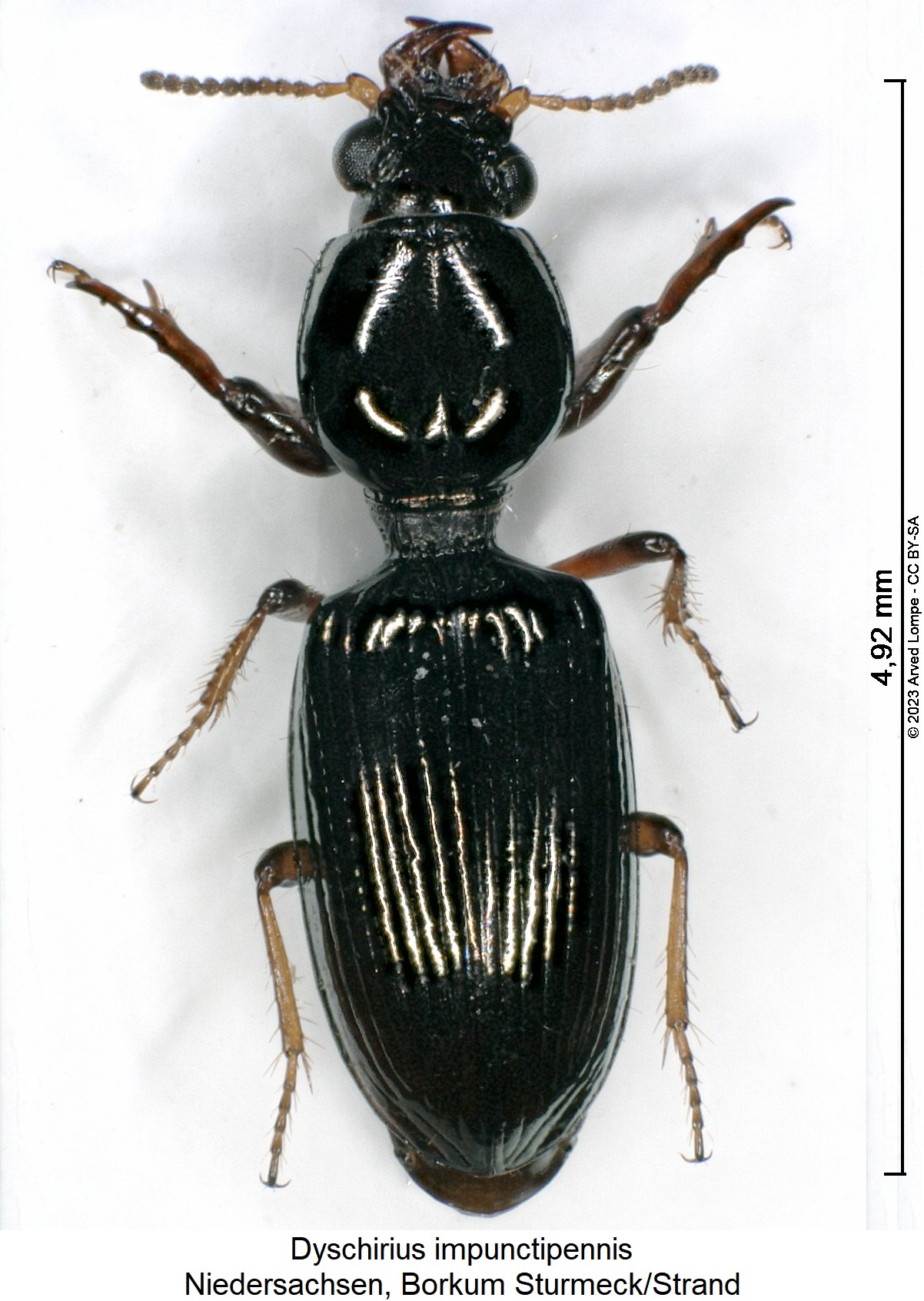 dyschirius_impunctipennis_hab.jpg