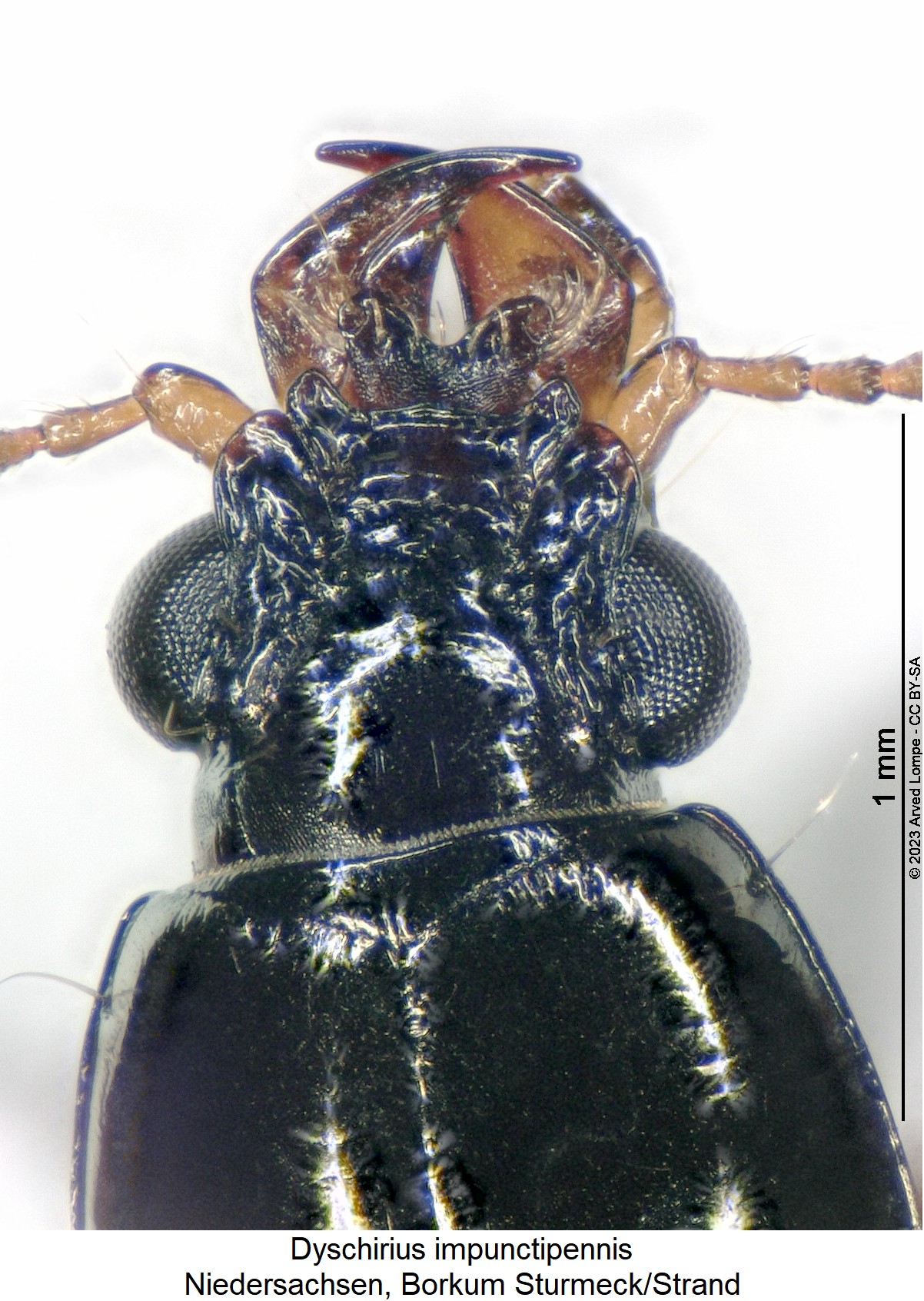 dyschirius_impunctipennis_k.jpg