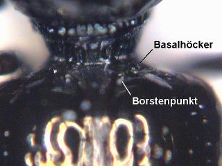dyschirius_luedersi_fld.jpg