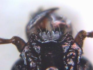 dyschirius_salinus_k.jpg