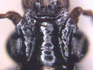 dyschirius_salinus_k2.jpg