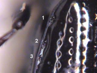 dyschirius_salinus_sch.jpg