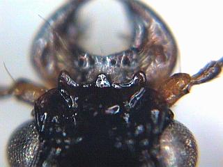 dyschirius_thoracicus_k.jpg