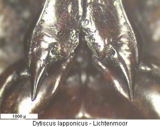 dytiscus_lapponicus_hcox.jpg