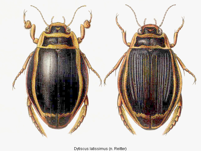 dytiscus_latissimus_hab.gif
