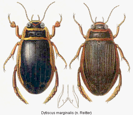 dytiscus_marginalis_hab.gif