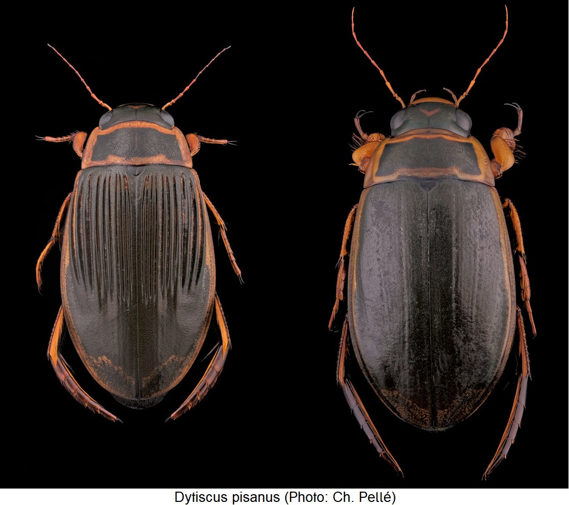 dytiscus_pisanus_hab.jpg