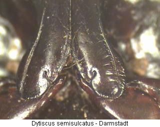 dytiscus_semisulcatus_hcox.jpg