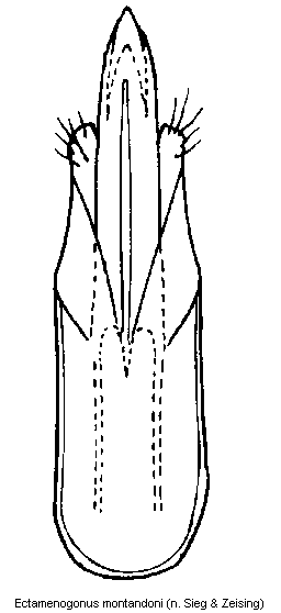 ectamenogonus_montandoni.gif
