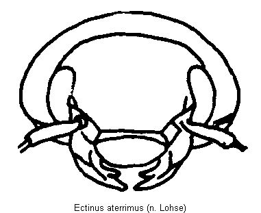 ectinus_aterrimus_k.gif