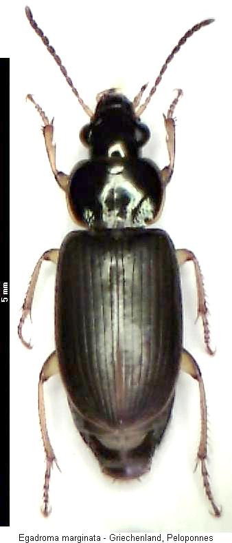 egadroma_marginata_hab.jpg