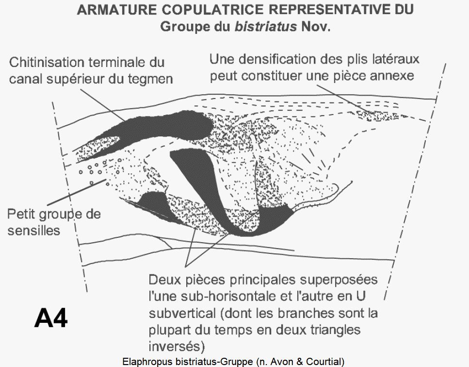elaphropus_bistriatus-gruppe.gif