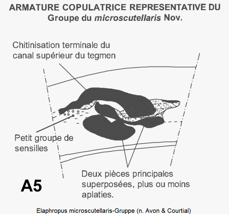 elaphropus_microscutellaris-gruppe.gif