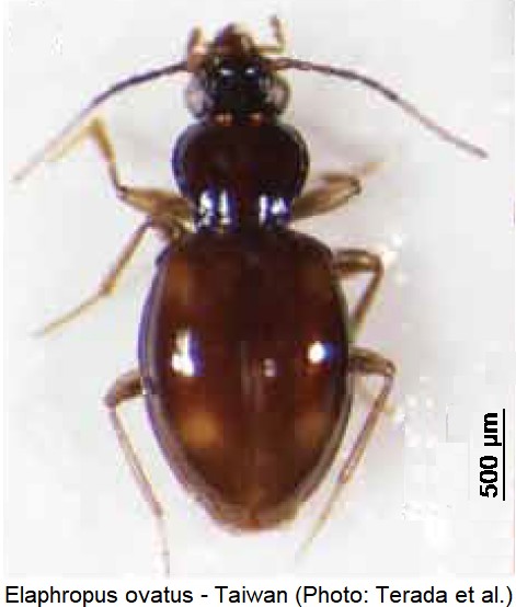 elaphropus_ovatus_hab.jpg