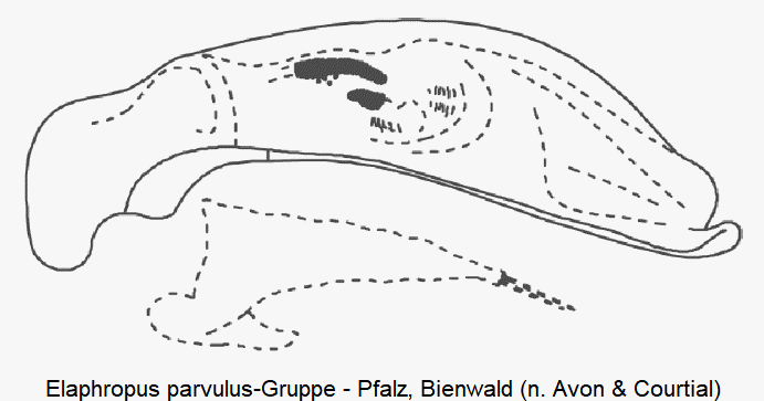 elaphropus_parvulus-gruppe_aed.gif