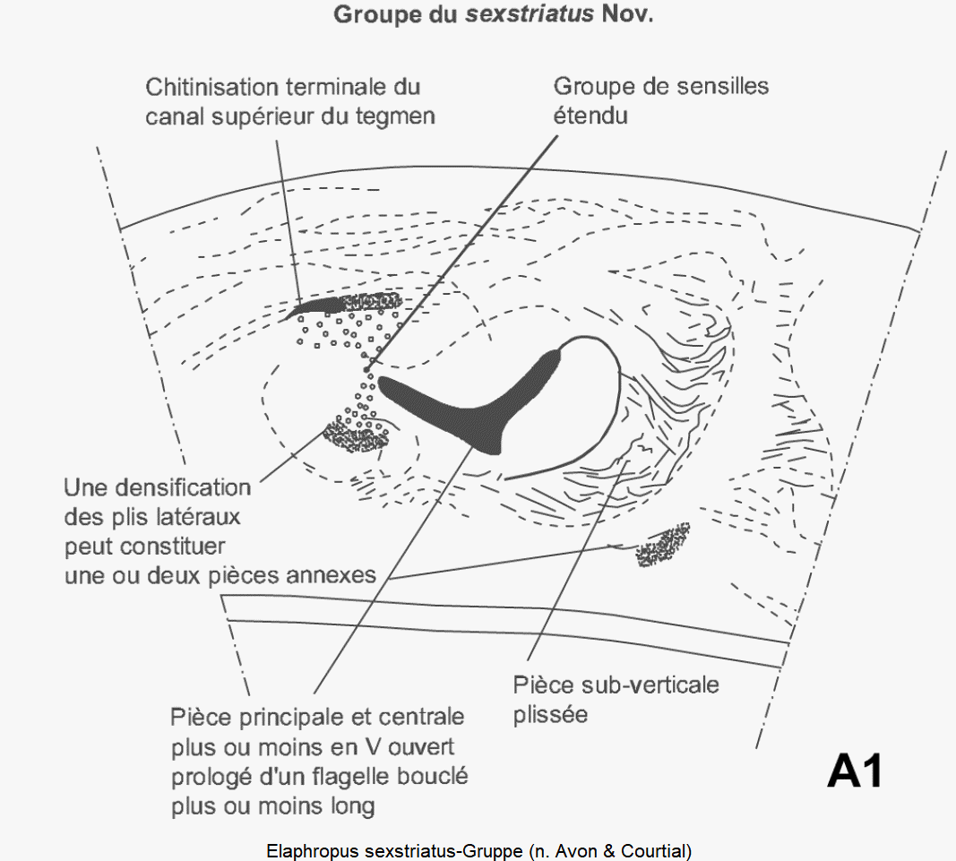elaphropus_sexstriatus-gruppe.gif