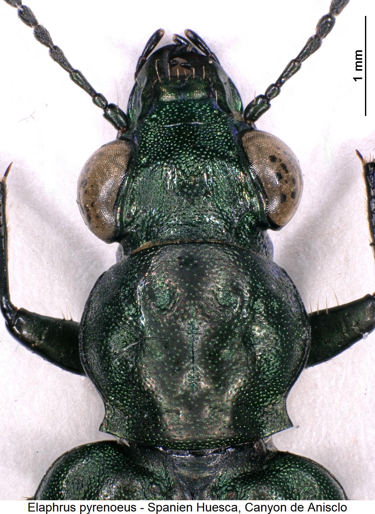 elaphrus_pyrenoeus_vk.jpg