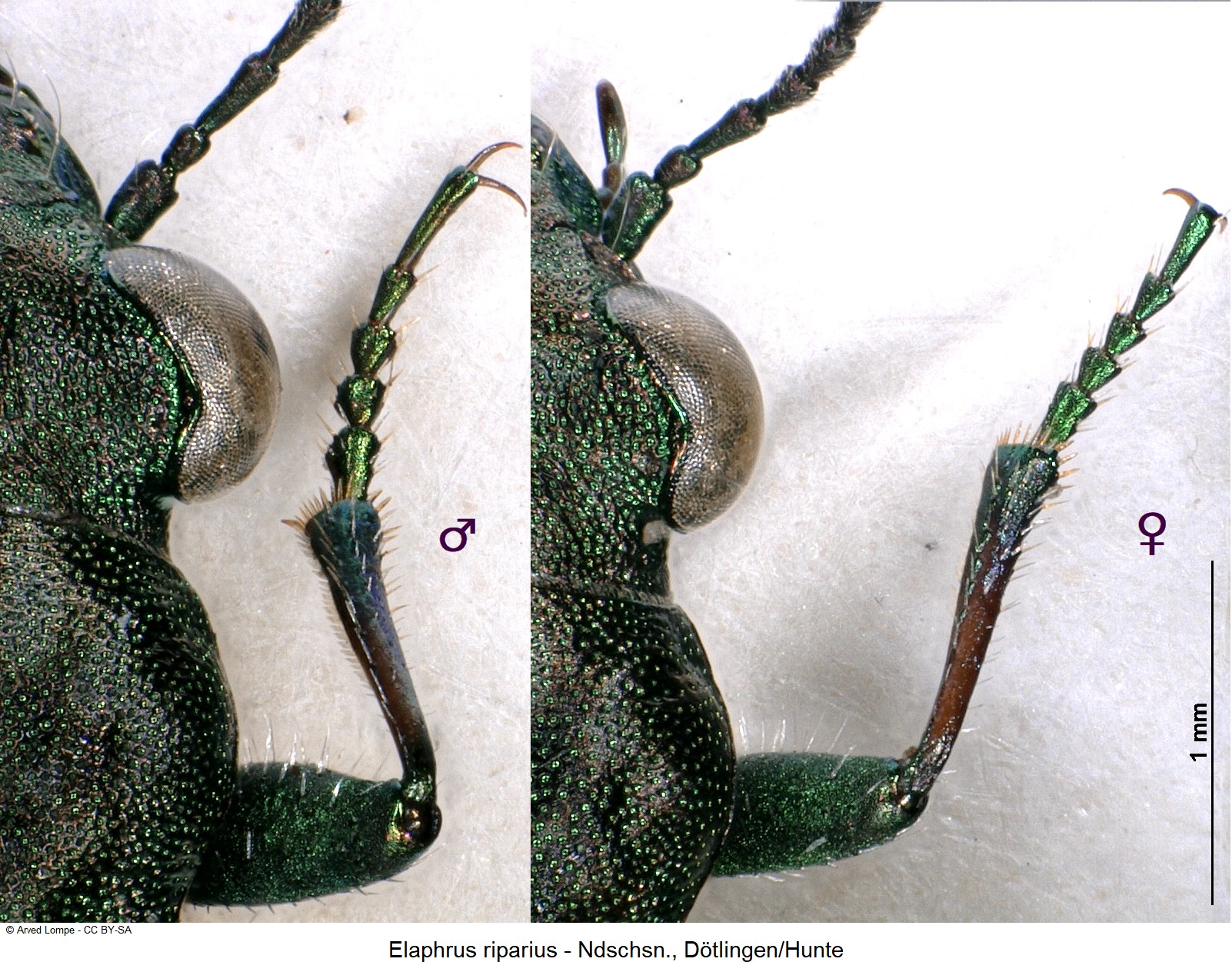 elaphrus_riparius_ck17380_vtr.jpg